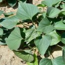 선산농협주유소 이미지