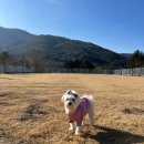 충남애견펜션 서산 애견놀이터 돌꽃펜션 대형견 운동장