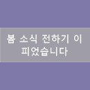 봄;꽃이피다 이미지