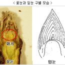 사과나무 꽃눈분화 확인한 뒤 가지치기하세요! 이미지