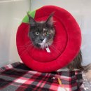 베리굿동물병원 이미지