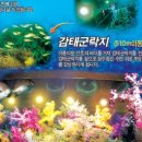 우도고고씽 이미지
