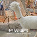 헬로헬로우 | 울산 도심 실내동물원 헬로우쥬 후기｜먹이체험부터 강아지와 교감까지, 울산 아이랑 가볼만한곳 핫플