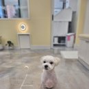 하나펫살롱 이미지