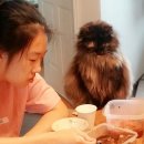 우리집 야옹이 이미지