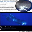 9미터 거대 오징어 질겅질겅, 오징어 먹는 향유 고래 촬영돼 이미지