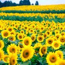 도운화원