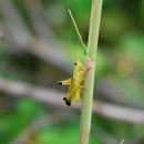 청남오리 이미지