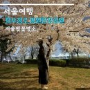 과학관사거리 공원방면 | 서울 벚꽃 명소 합정 희우정로 망원한강공원 만개 추천
