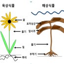 바다에서 나는 식물, 해조류를 아세요? -[갈조류 / 홍조류 / 녹조류] 이미지