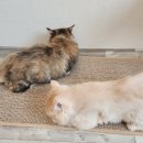 그루밍나인 | 고양이 스크래쳐 카페트 매트 '캣나인 이너무바 고양이패드' 사용후기