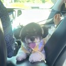 현해탄수산 | 내돈내산 강아지랑 태안 여행_꽃지해수욕장 근처 게국지> 카페 > 숙소 추천