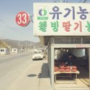 안림딸기농원