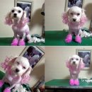 말티와푸들이사는집 이미지