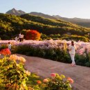 문희농장 | 문경 9월 가볼만한곳 문희농원 개미취 주차장 입장료 절정시기