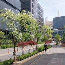 가로수