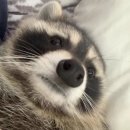 부치고지지고 | 룩셈부르크에서 살아남기 2일차(feat. 독일에서 살아남기 68일차)