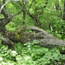 진고개공원 이미지