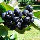 아로니아 이미지