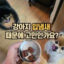 바론동물병원 | 레디펫고 홍삼이랑 유산균 입냄새뚝 급여 후기
