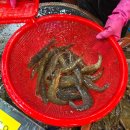 사계절꽃게 | 소래포구 어시장 후기 | 태산호·현정이네·오류동 초장집 꽃게·대하찜·아나고회 내돈내산 🦀🦐