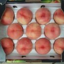 유일농원 티스토리