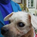 피닉스동물병원 이미지