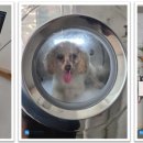 와우동물메디컬센터 이미지