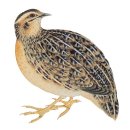 대한메추리 이미지