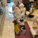 남창애견 이미지