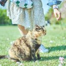 꽃냥이네 이미지