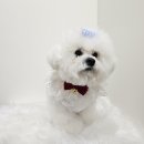 털찐댕댕이 이미지