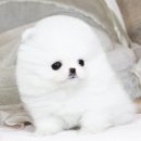 강아지는 내 운명 이미지