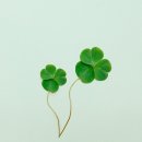 사랑이라오 한 송이 꽃이라오 이미지