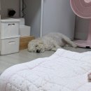 김두채 네이버블로그