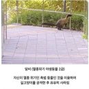 대구에 나타난 멸종위기 2급 촉법 동물 이미지