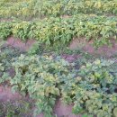 영찬농장 이미지