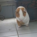 오늘은 그루밍 이미지