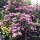 블라썸필드 이미지