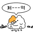 오리떼닭한마리 이미지