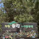 바다숲 | 서천 장항 송림 산림욕장 후기 시설 정리와 바다 숲 힐링 코스