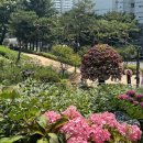 전가면옥 | 비 오기 전에 꼭! 서울 도심 속 수국 여행 , 아이와 함께 하기 좋은 곳 , 초안산 수국동산