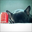 하이롤러 코리아 이미지