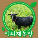 성환염소농장 | 여름보양즙,양파즙,미리재농장,믿고먹는양파즙 - 상주곶감직거래/상주곶감/상주곶감대장