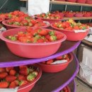 솔비농장 | 청주 딸기체험 추천! 솔비네딸기 농장 솔직 후기 (딸기따기,동물체험등 여러가지 놀이시설까지)