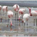 플라밍고 이미지