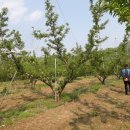 자두나무농장 이미지