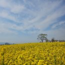 대저생태공원(맥도생태공원 관리사무소 옆) | [부산 대저생태공원 축제]-유채꽃 과 벚꽃 한번에 즐기기, 데이트코스, 주차장 공유