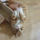 조이코인노래연습장 이미지