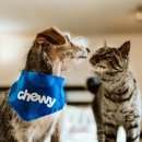 강아지랑고양이 이미지